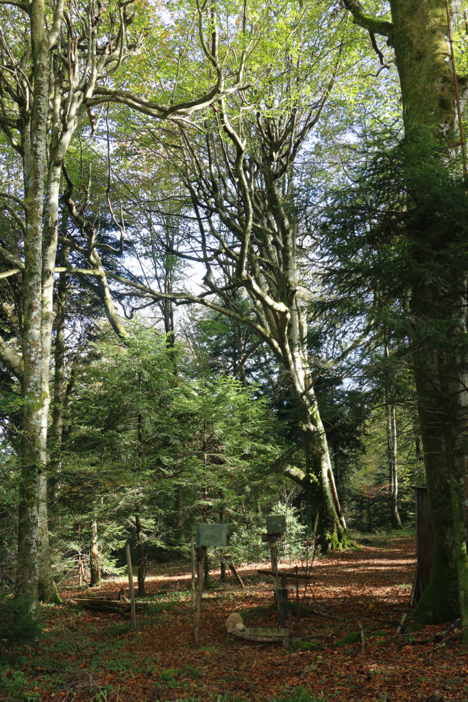 Forêt Baget