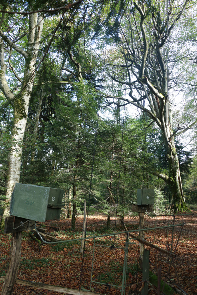 Forêt Baget